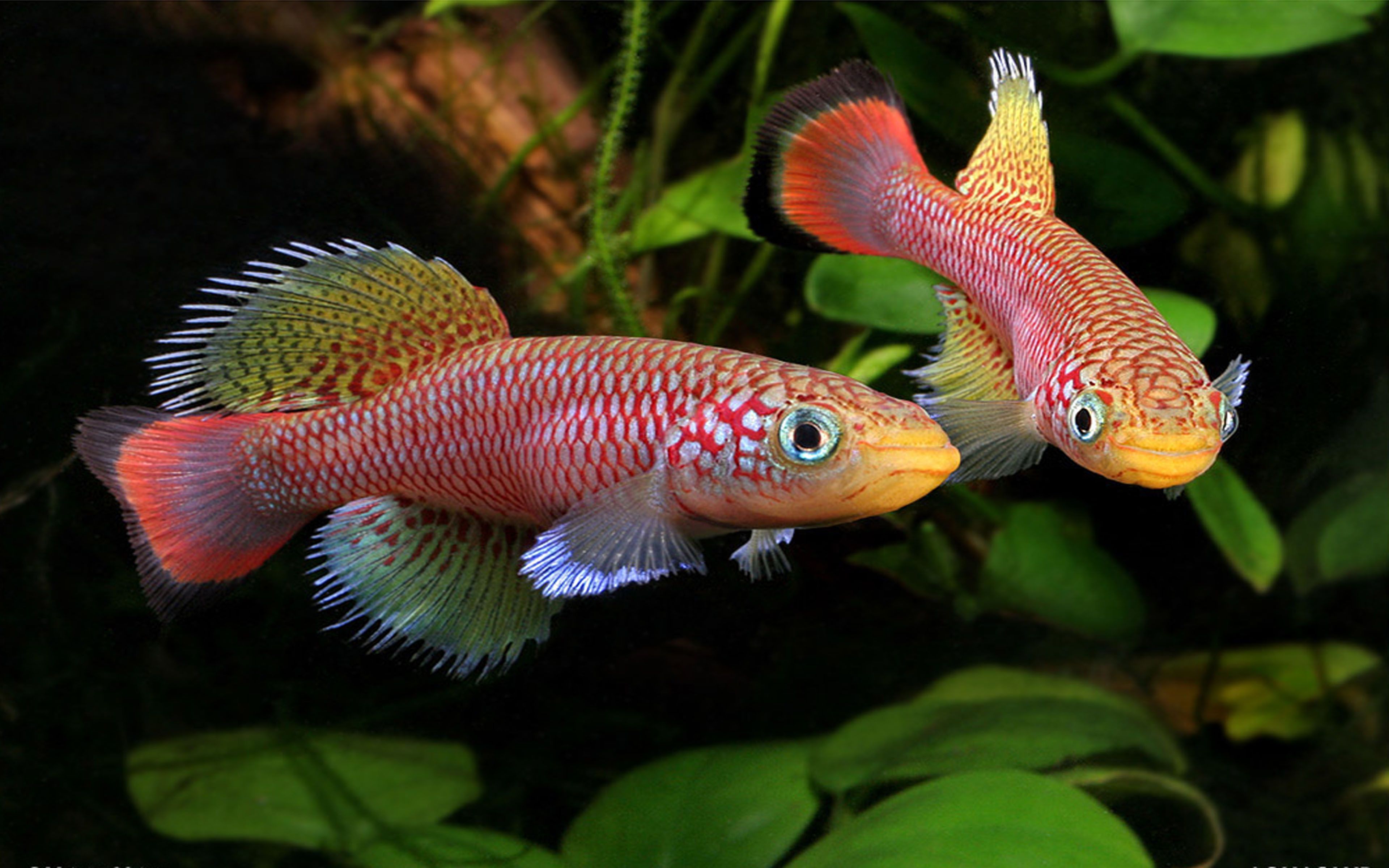 Неприхотливые рыбки и растения для домашнего аквариума: основы аквариумистики