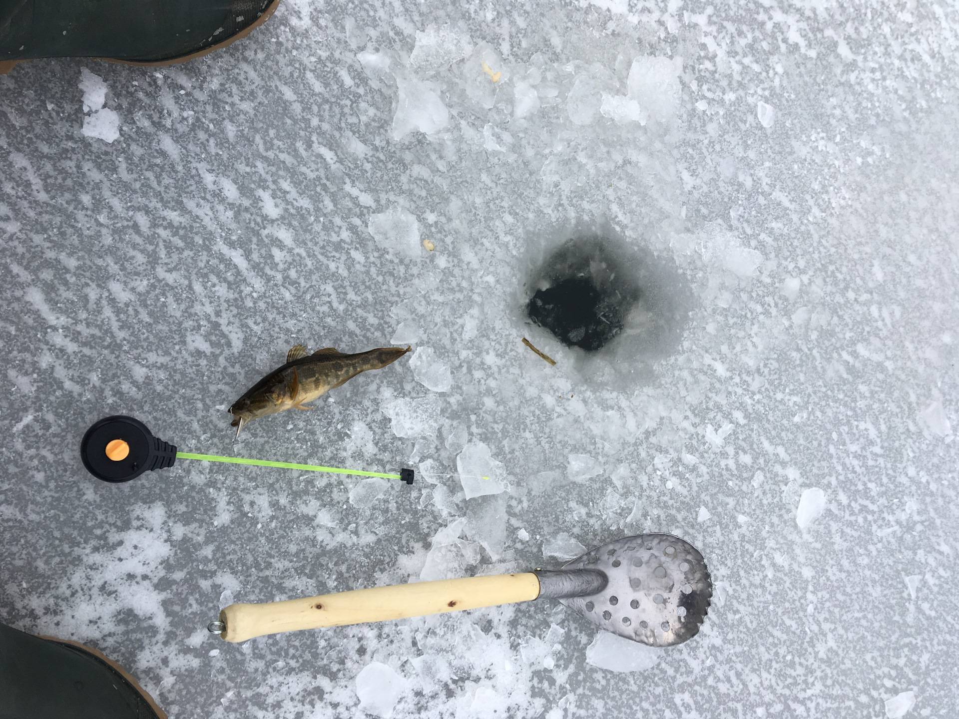 Как ловить ротана по первому льду и в глухозимье, на что клюет ротан зимой
