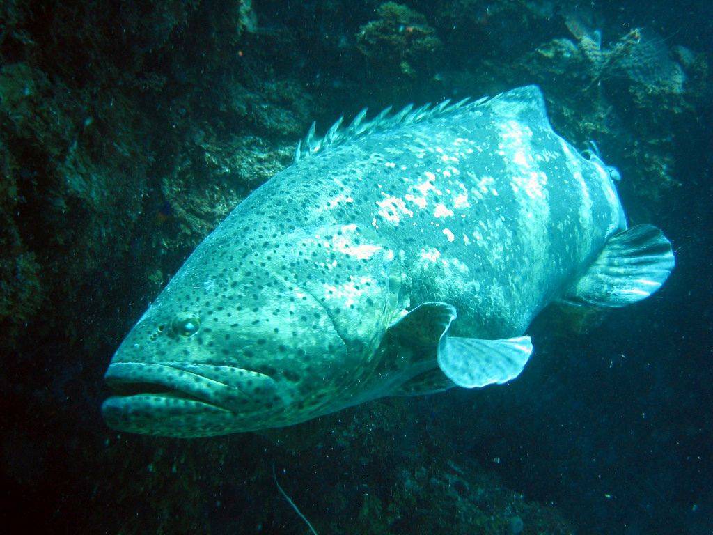 Групер рыба. описание, особенности и среда обитания рыбы групер