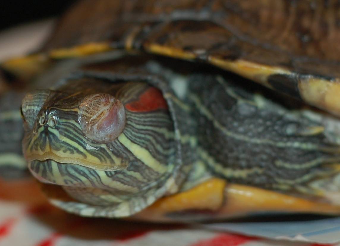 Почему красноухая черепаха ничего не ест, вялая и спит: причины отказа от еды и неактивности питомца
