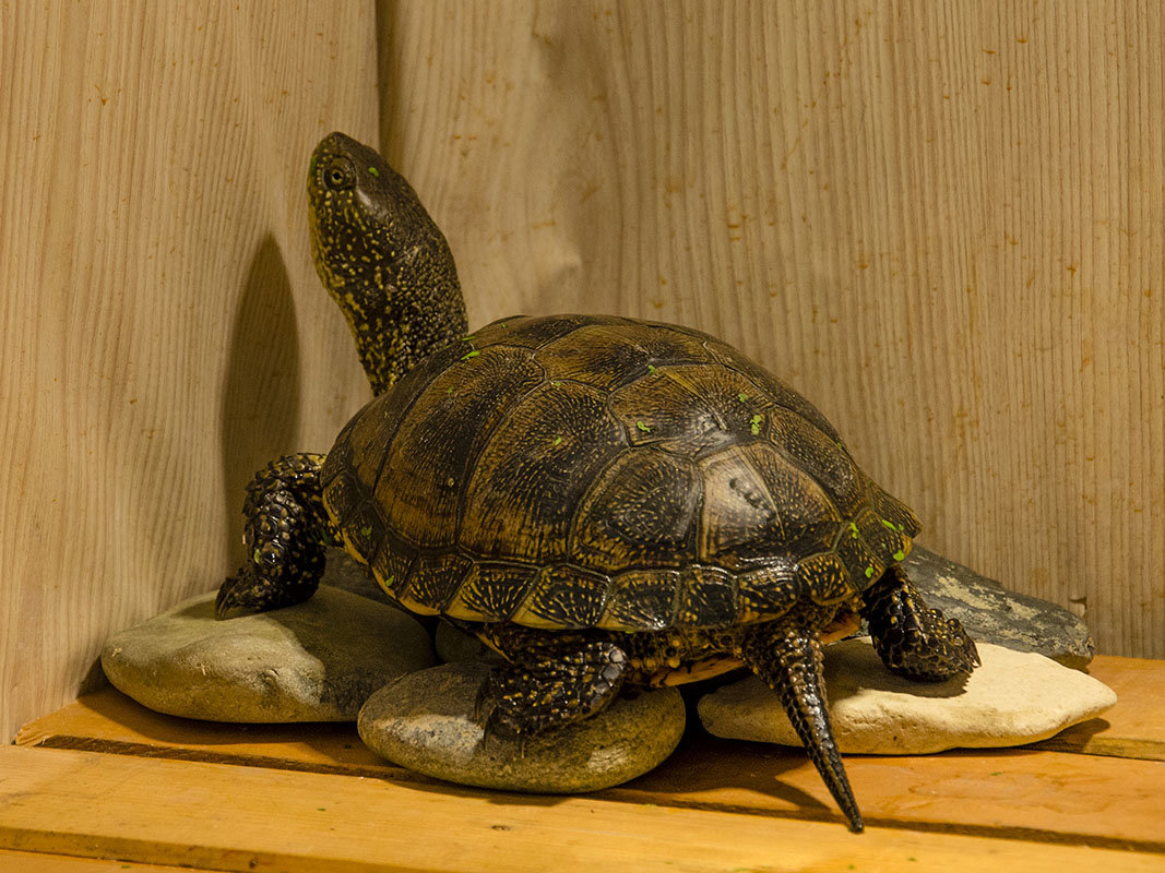 Плюсы черепахи. Красноухая черепаха сухопутная. Среднеазиатская красноухая черепаха. Красноухая Болотная черепаха. Черепаха сухопутная домашняя.