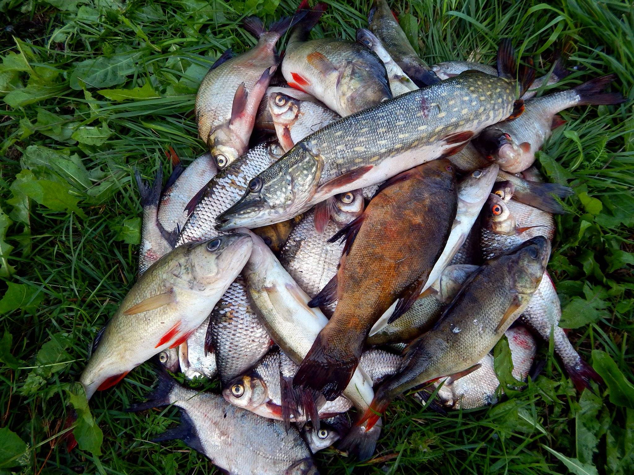 Лов рыбы в беларуси. Озеро Сапшо рыбы. Вазузское водохранилище рыбалка. Озеро Нерское рыбалка. Улов на озере.