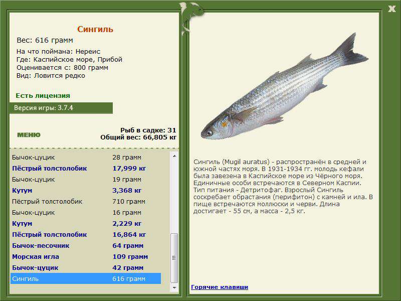 Какую рыбу можно поймать в апреле. Кефали (сингиль, Лобан, остронос). Кефаль сингиль. Сингиль рыба. Размеры рыбы кефаль.
