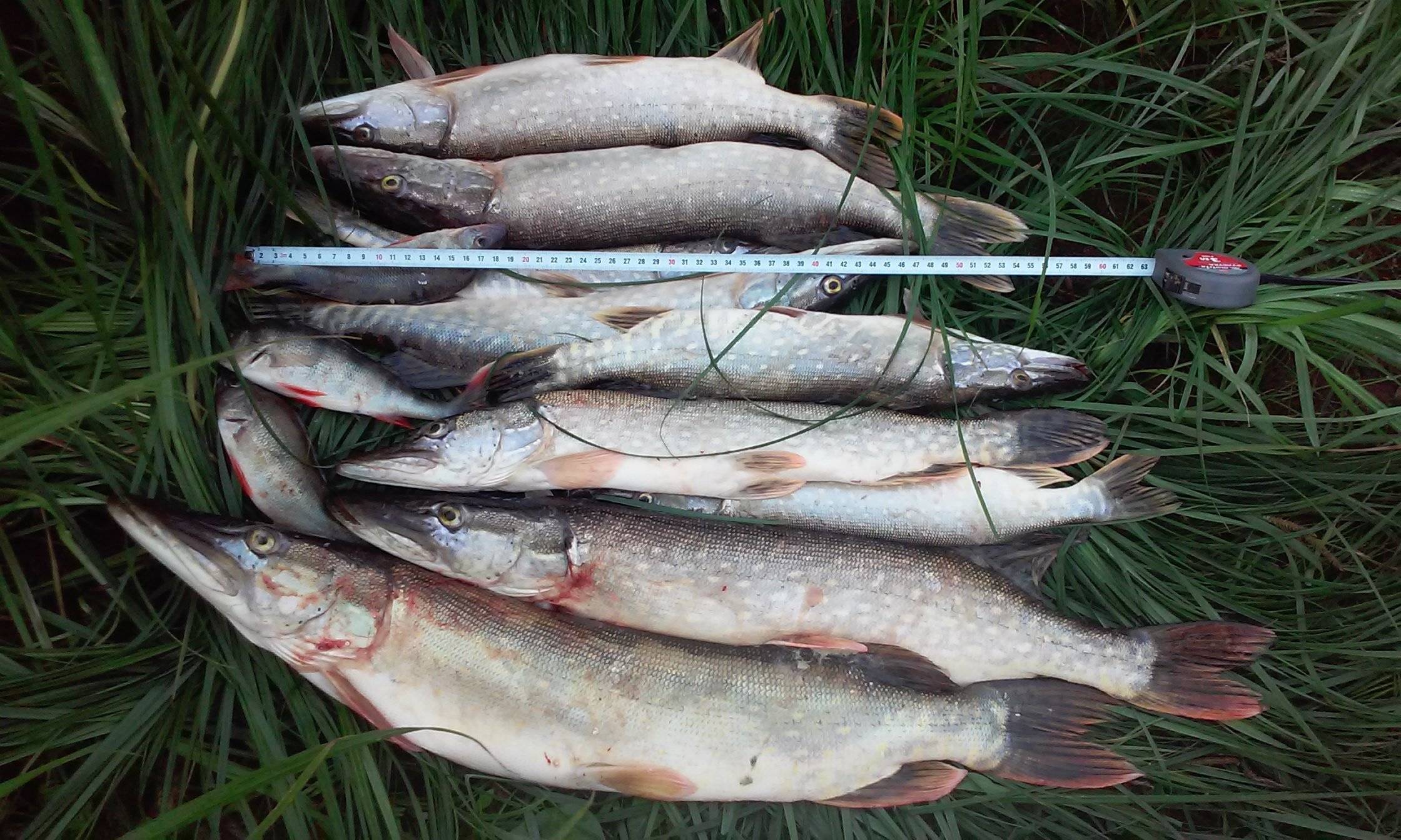 Преднерестовый жор щуки на малых речках – начинающим рыболовам | рыбак viacheslav_batyrov-gauss