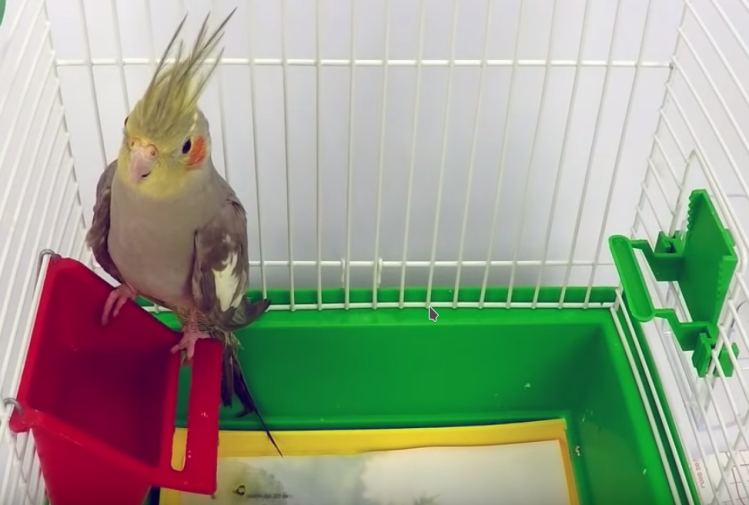 Поведение и характер домашних попугаев корелл