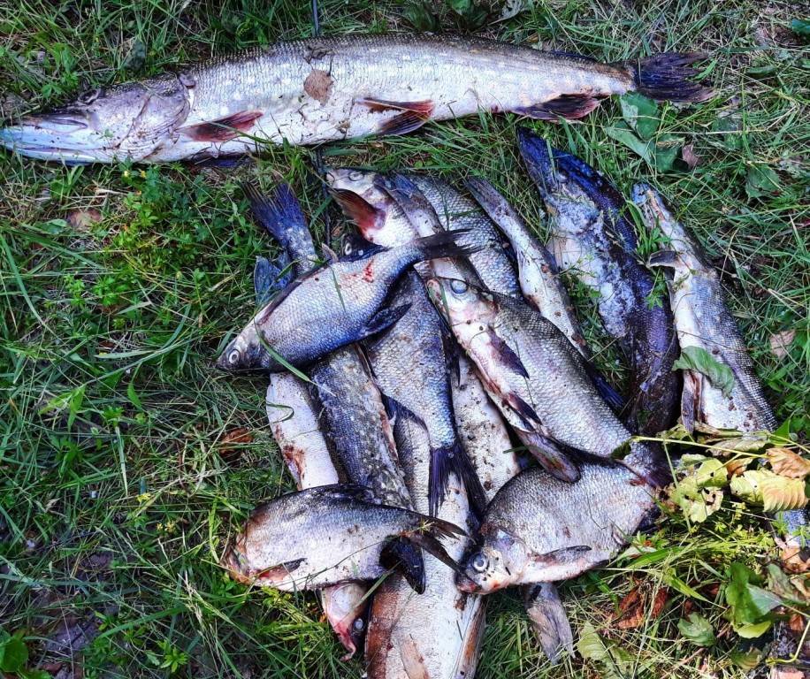 15 лучших рыболовных мест смоленской области. бесплатные и платные | животный мир