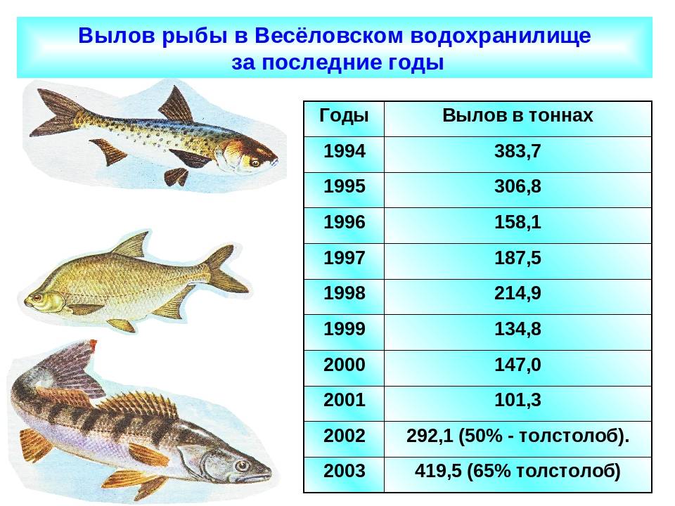 Какую рыбу можно ловить. Размер рыбы разрешенной к вылову. Размер вылавливаемой рыбы. Размеры рыб для вылова. Допустимый размер выловленной рыбы.