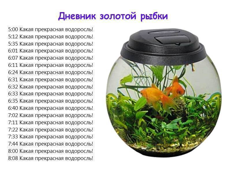 Совместимость аквариумных рыб