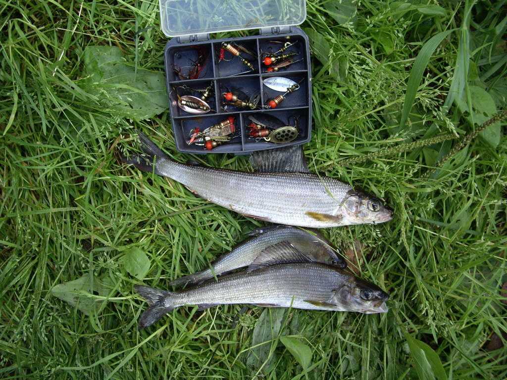 Рыбалка на озере селигер: где рыбачить с егерем? туристические базы и виды рыбы, рекомендации по ловле