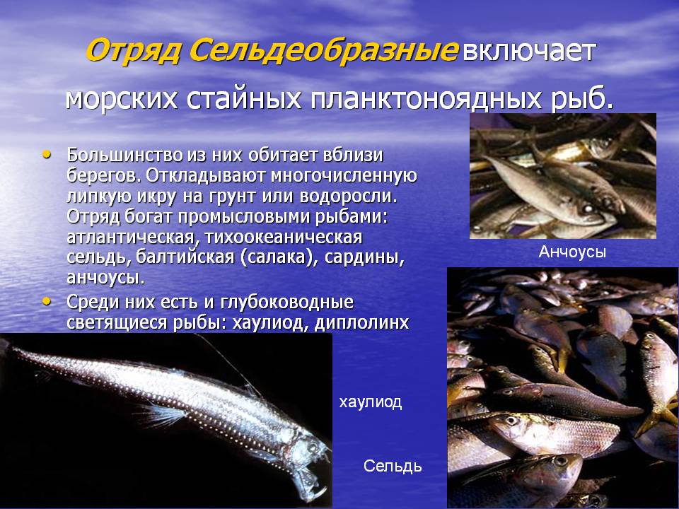 Рыба салака фото и описание
