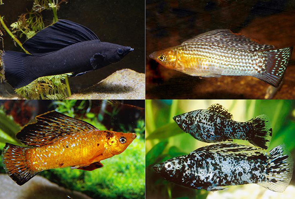 Рыбка моллинезия: содержание, уход и совместимость