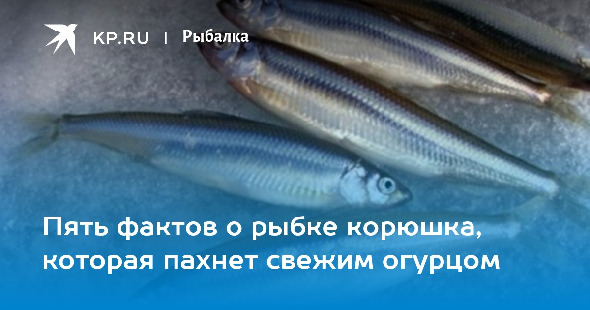 Корюшка: описание рыбы, виды, где водится, чем питается и как ловить
