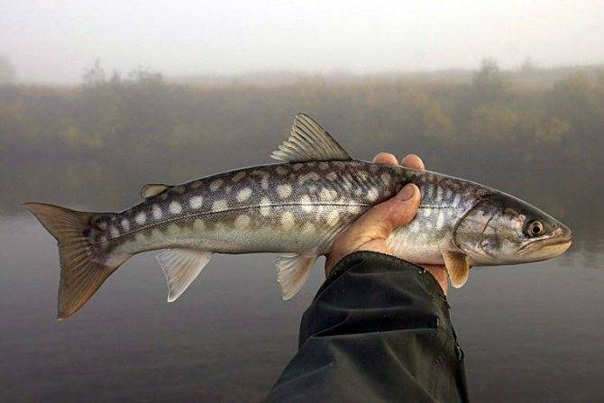 ✅ рыба кунджа: ареал обитания, полезные свойства, рецепты приготовления - fishyarm.ru