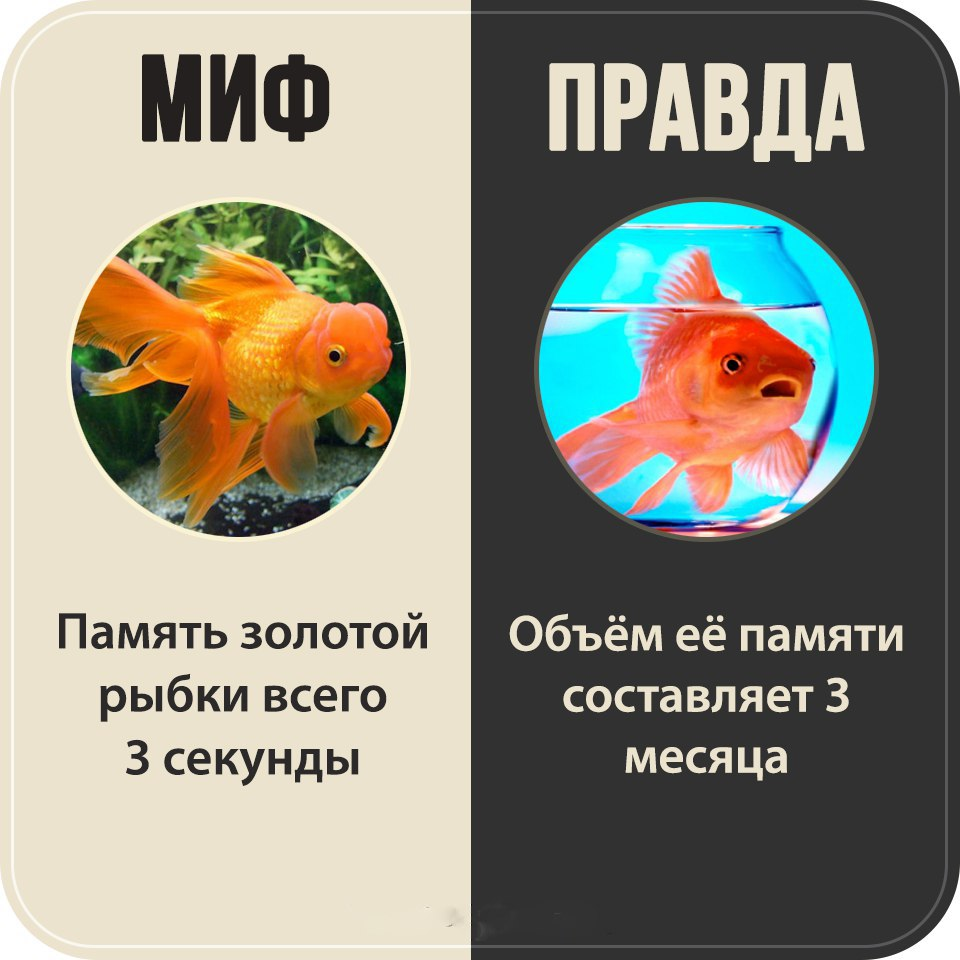 Память у рыбы - сколько и какая памыть у рыбы