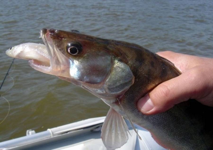 Рыбалка в октябре на спиннинг: видео, особенности ловли, выбор снастей и приманок