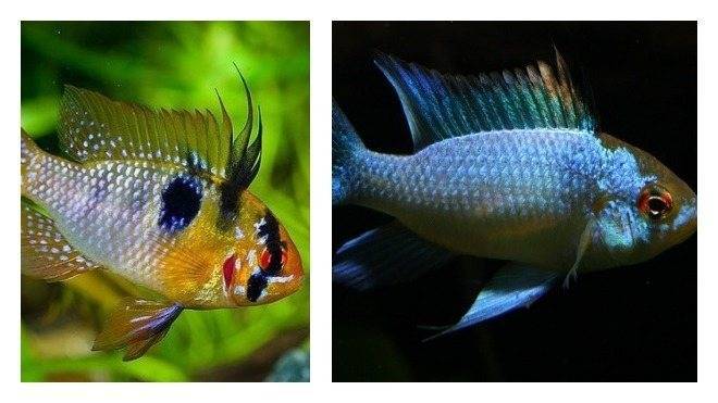 Апистограмма рамирези (апистограмма-бабочка) – аквариумная рыбка сказочного окраса