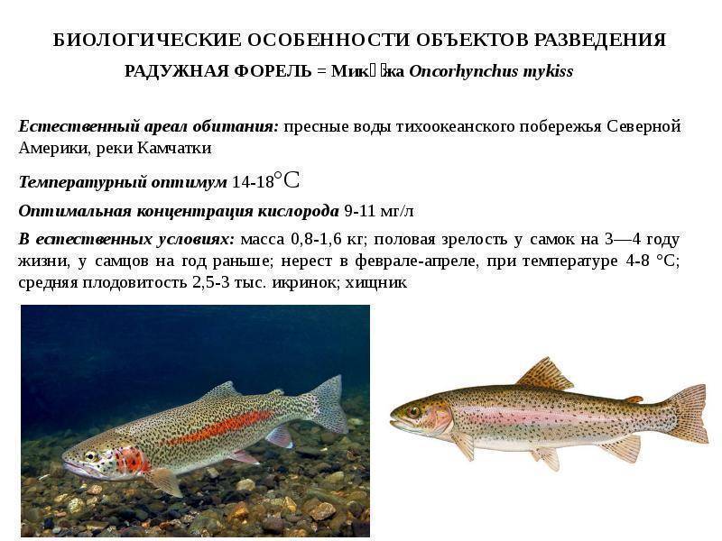 Виды красной рыбы, их разновидности и мясо красной рыбы