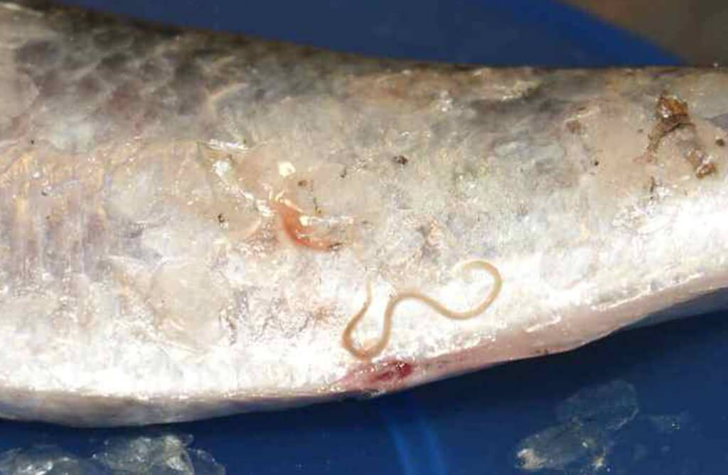 Есть ли глисты в рыбе, фото рыбных гельминтов, бывает ли гельминтоз в мясе морской, соленой, сырой, замороженной рыбе, можно ли ее кушать?