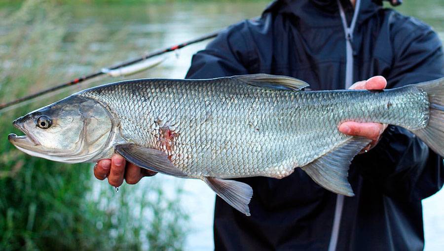 Жерех: описание и особенности рыбы. Как ловить и можно ли вырастить?