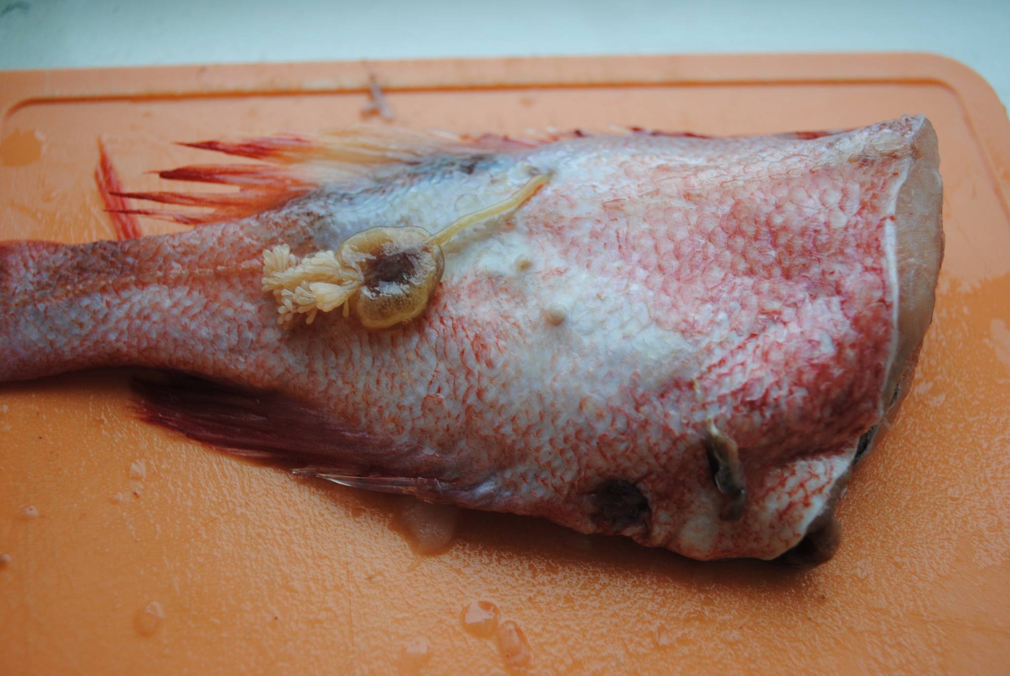 Глисты в рыбе – какие бывают, как выглядят и можно ли есть?