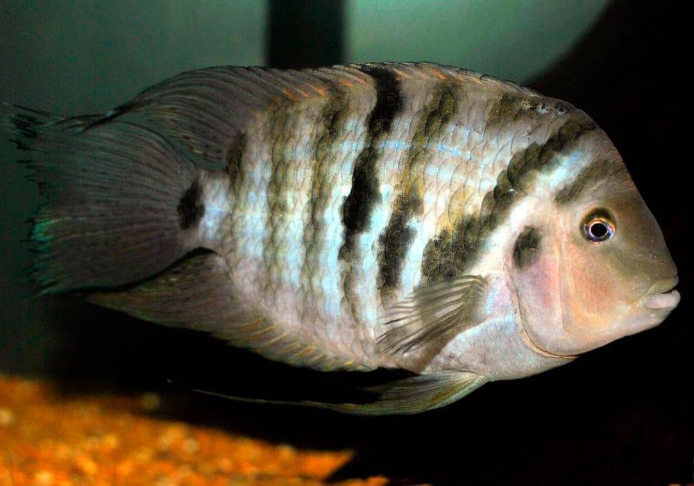 Цихлазома чернополосая - содержание и уход, основные виды, совместимость с другими рыбками, как отличить самку от самца