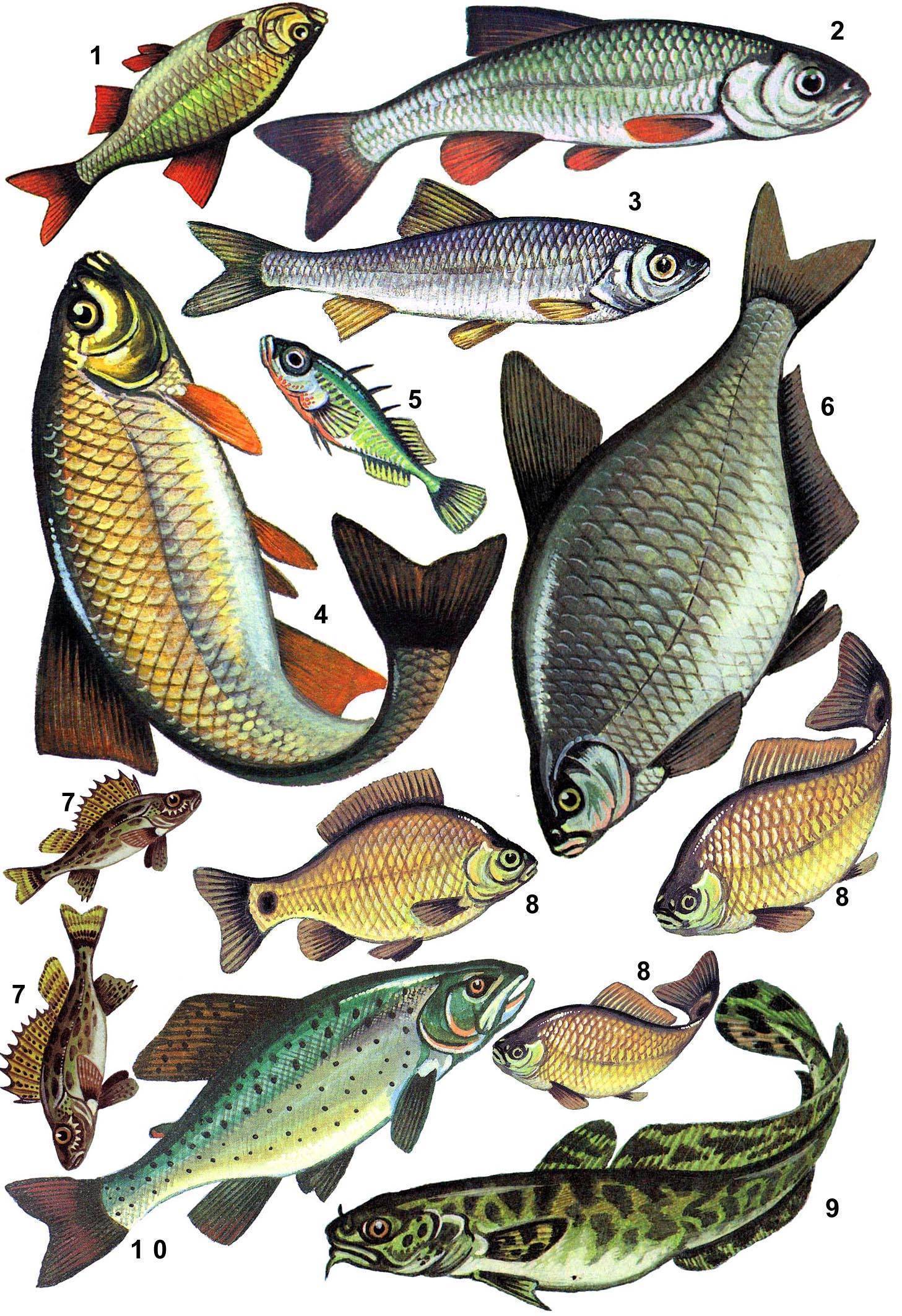 художественные картинки пресноводных рыб