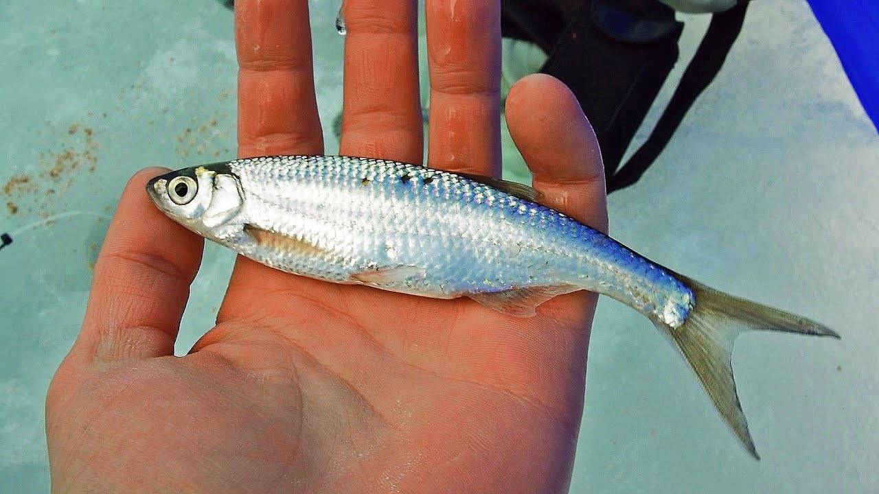 Уклея (уклейка), особенности этой распространенной рыбы – рыбалке.нет