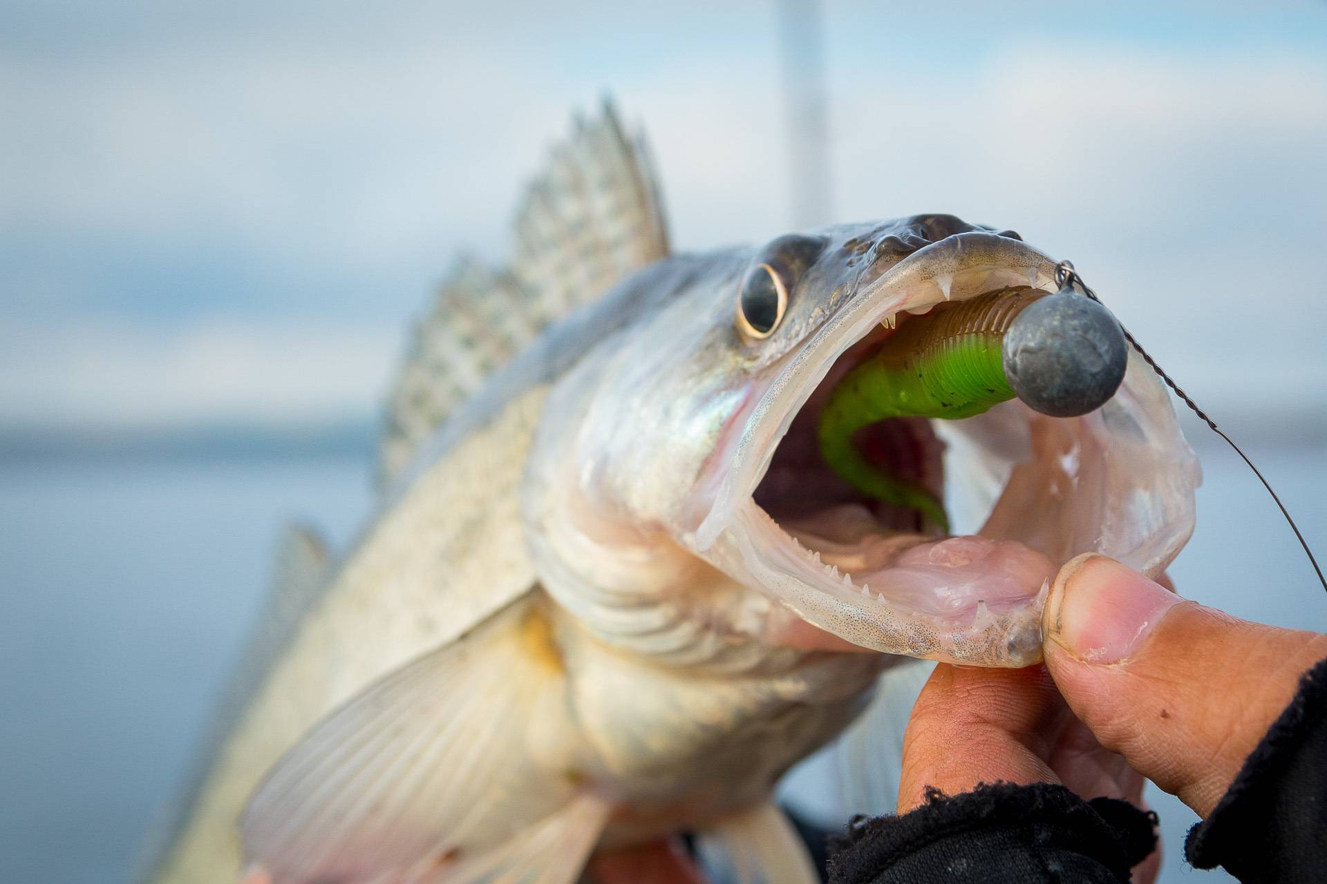 Ловля судака осенью: повадки рыбы и выбор лучших приманок