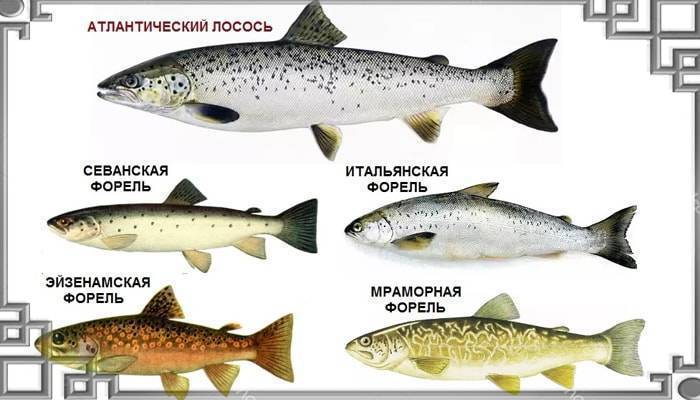 Отличия лосося от семги: определение и виды