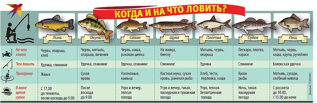 Рыба окунь – пресноводный хищник семейства окуневых
