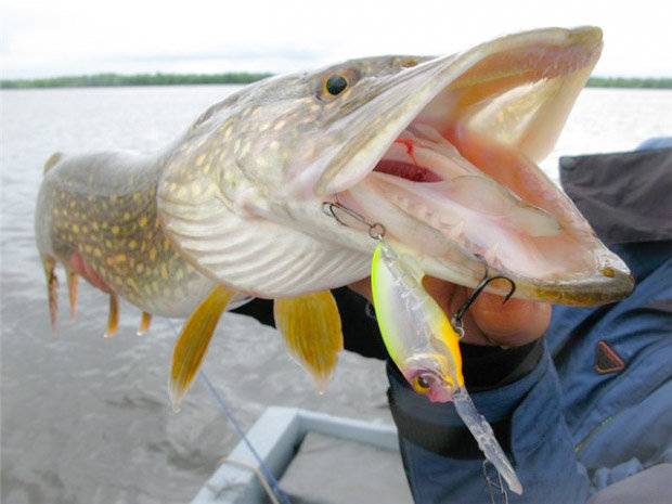 Как поймать трофейную щуку… - статьи о рыбалке