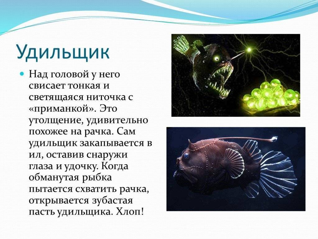 Рыба-фонарь или морской черт — описание и характеристика