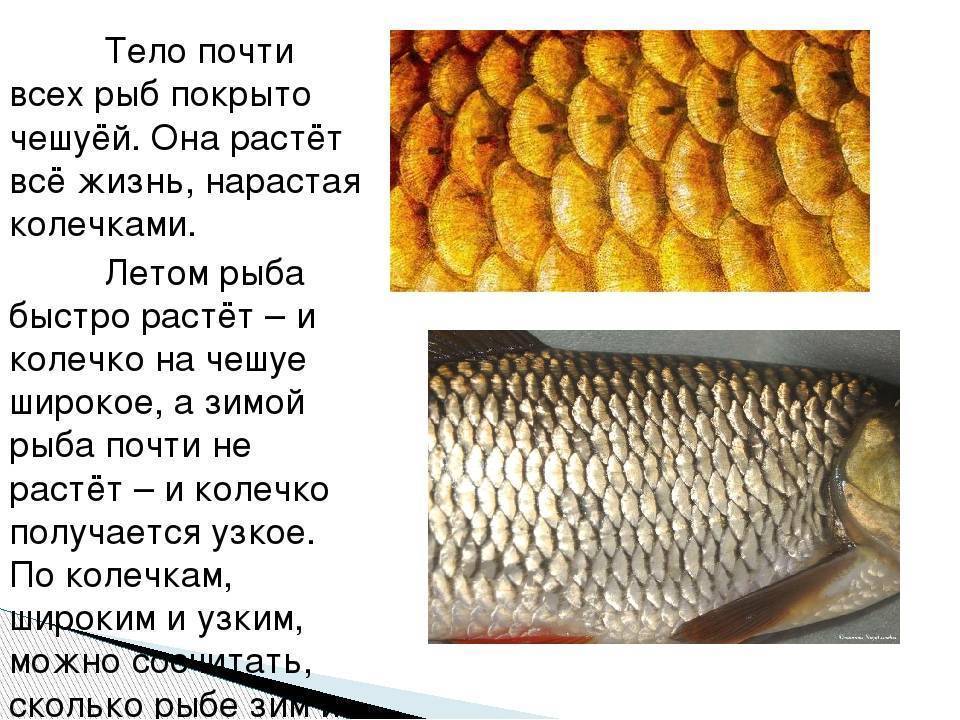 Список речной рыбы, названия с фото, речная рыба без костей