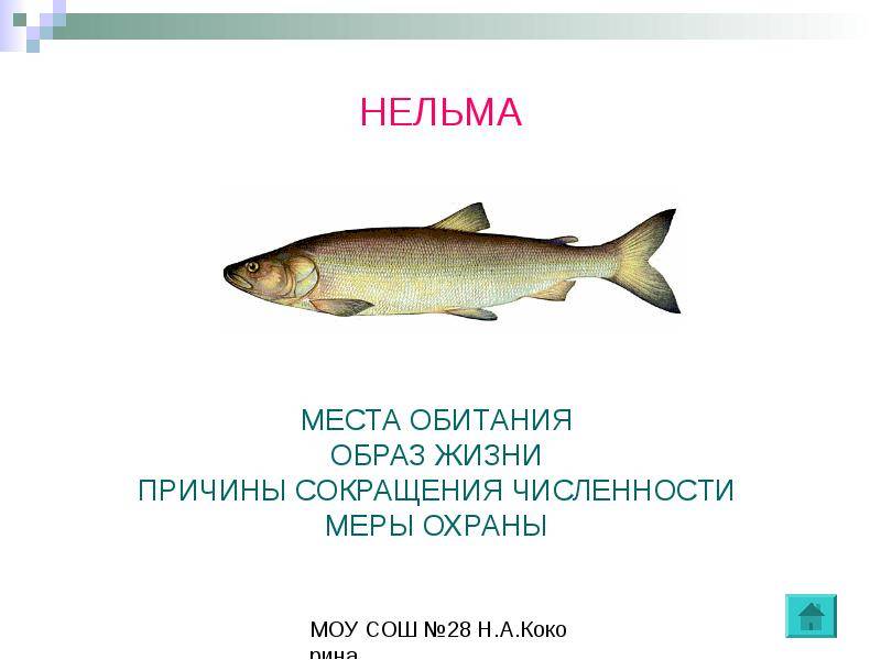 Белорыбица что за рыба, где обитает, как размножается, как ловить, полезные свойства