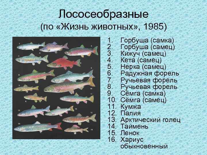 Дальневосточный лосось: что это такое, внешние признаки и разновидности рыб, где лососевые водятся в россии