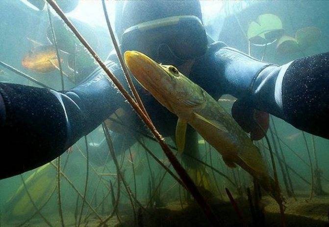 Комплект для подводной охоты начинающим: обзор снаряжения, цены