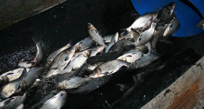 Рыбалка на судака в октябре на чебоксарском водохранилище в бармино