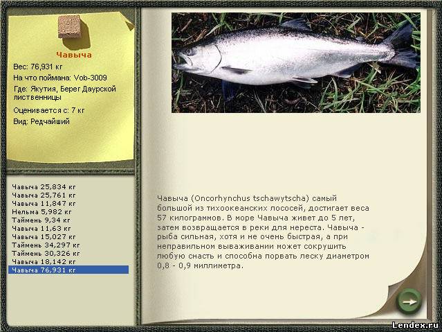 Рыба чавыча: полезные свойства для организма, вкус мяса и калорийность – диковед