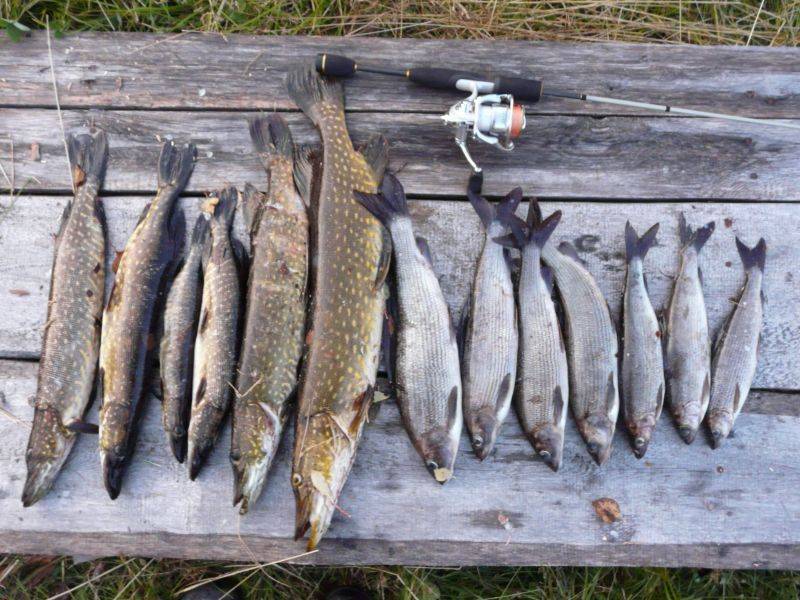 Рыбалка на кольском полуострове платно
