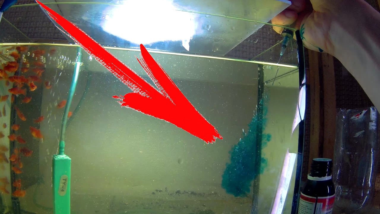 Как продезинфицировать аквариум после болезни рыбок
