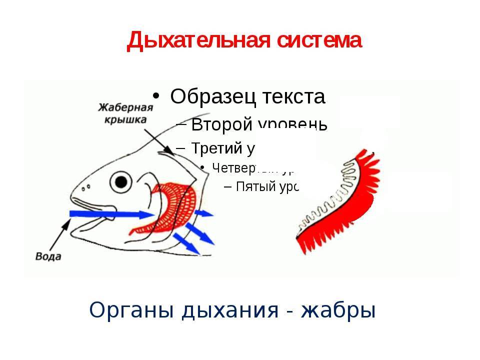 Чем дышат рыбы? какие приспособления для дыхания у них существуют? :: syl.ru