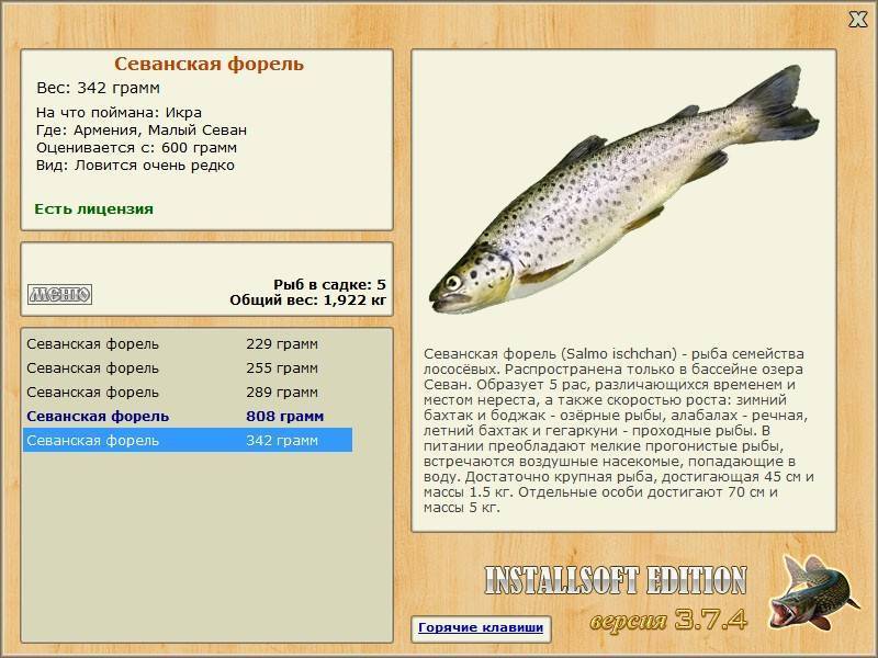 Форель рыба. образ жизни и среда обитания рыбы форель | животный мир