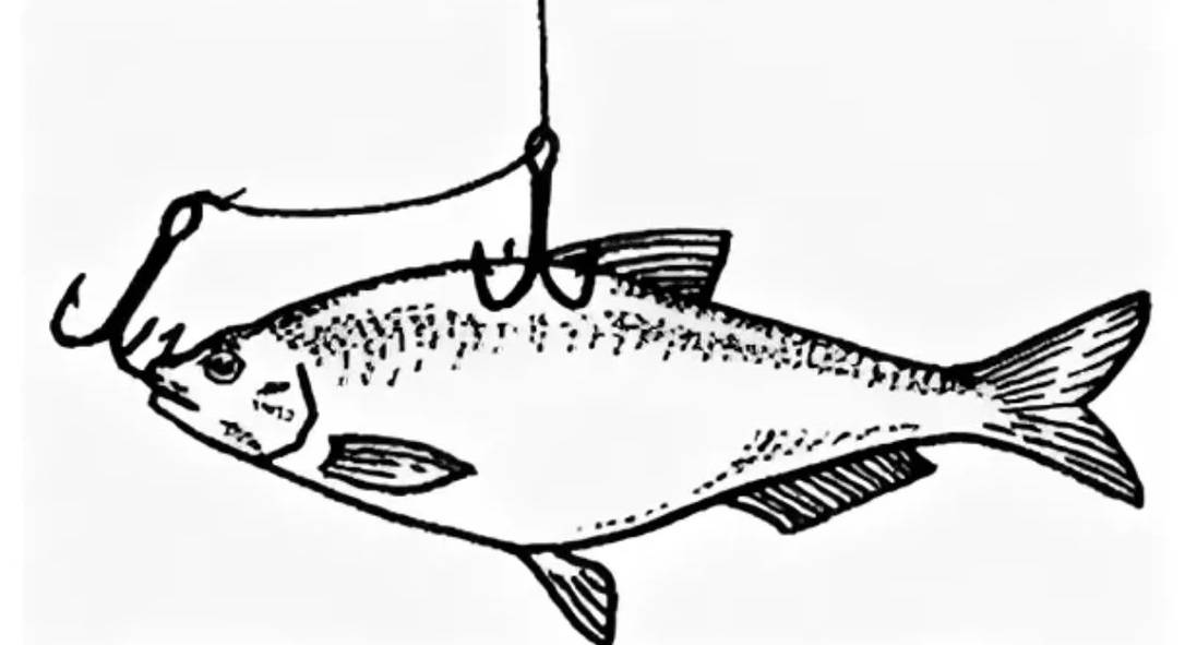 Рыба берш – особенности, среда обитания, техника ловли, приманки