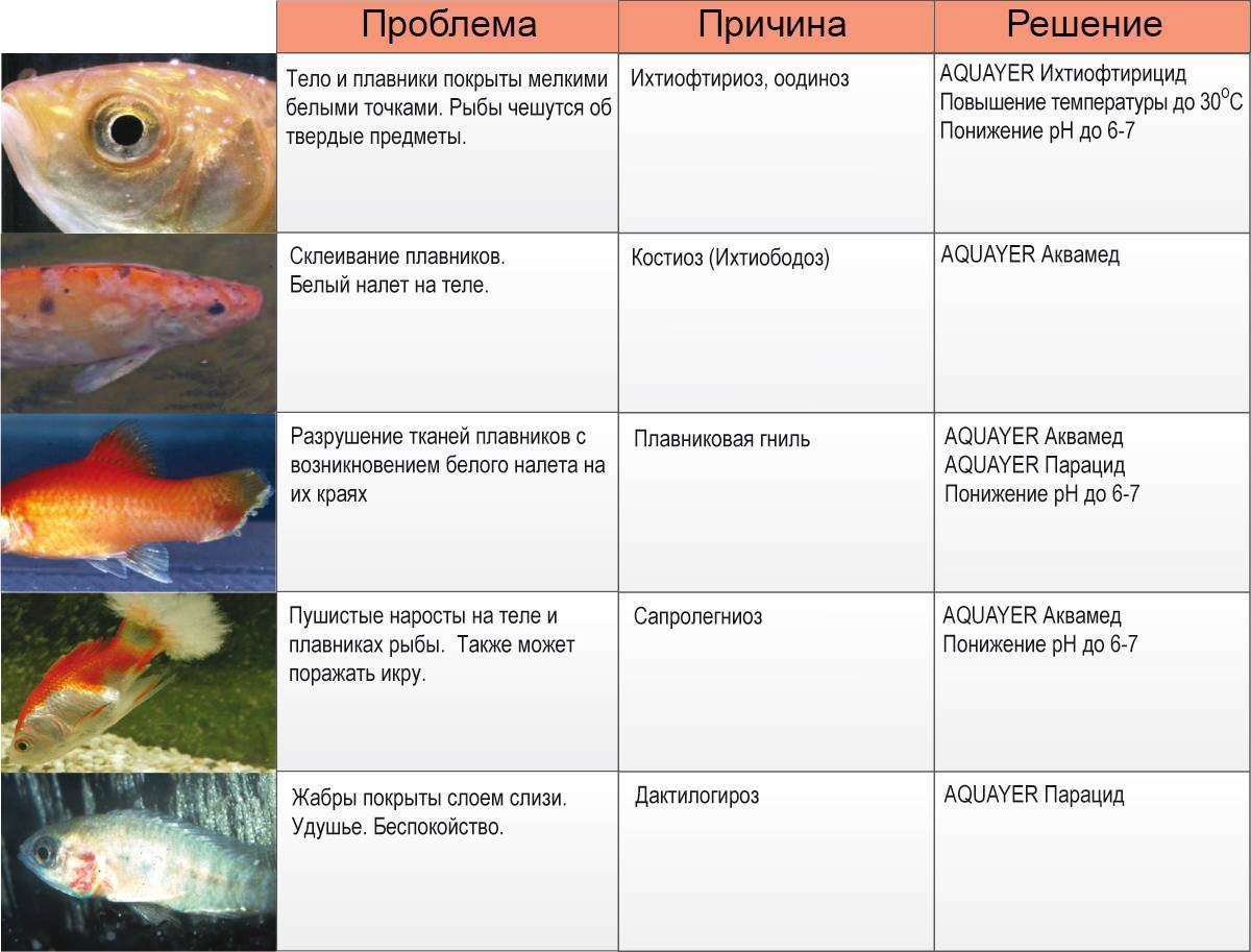 Анисимова и.м., лавровский в.в. ихтиология. общая ихтиология. некоторые абиотические факторы и их влияние на рыб - электронная биологическая библиотека