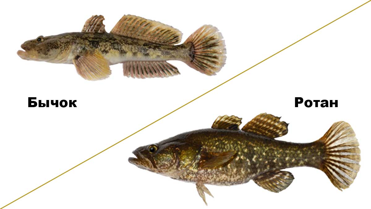 Рыба ротан: как выглядит, чем питается, сколько живет и каких размеров достигает