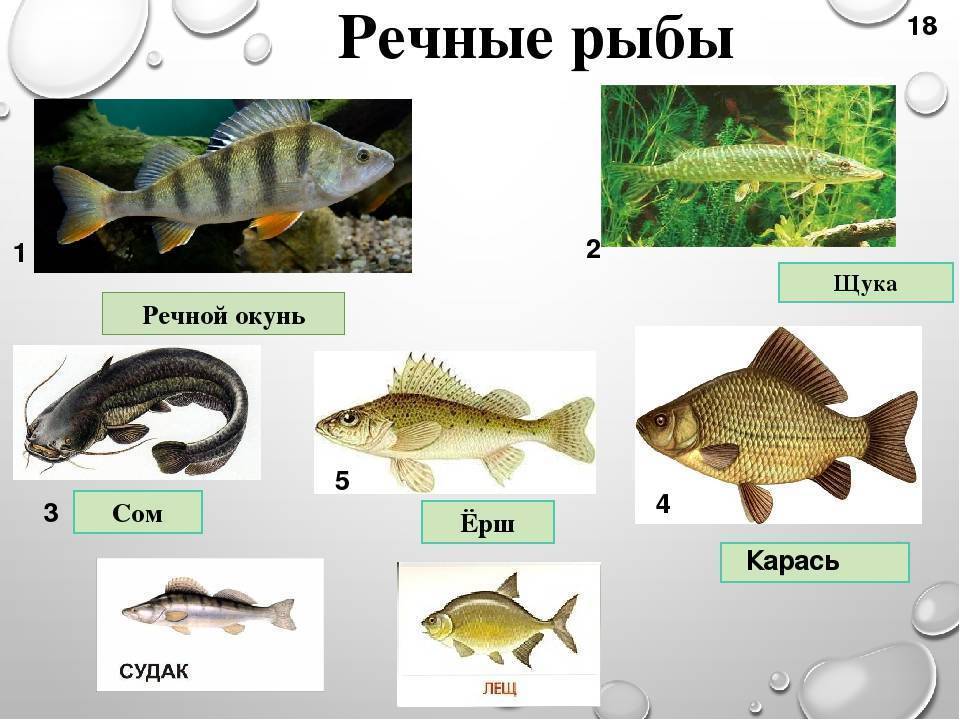 Список речных и озерных рыб