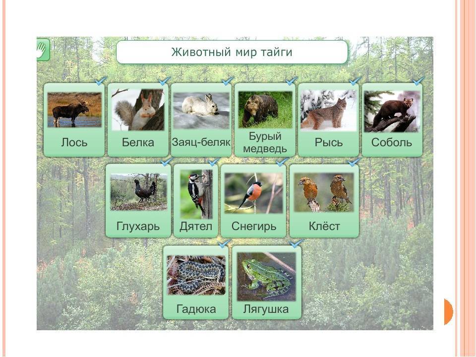 Животные тайги в россии – список с фото и названиями | животные мир зоны тайги