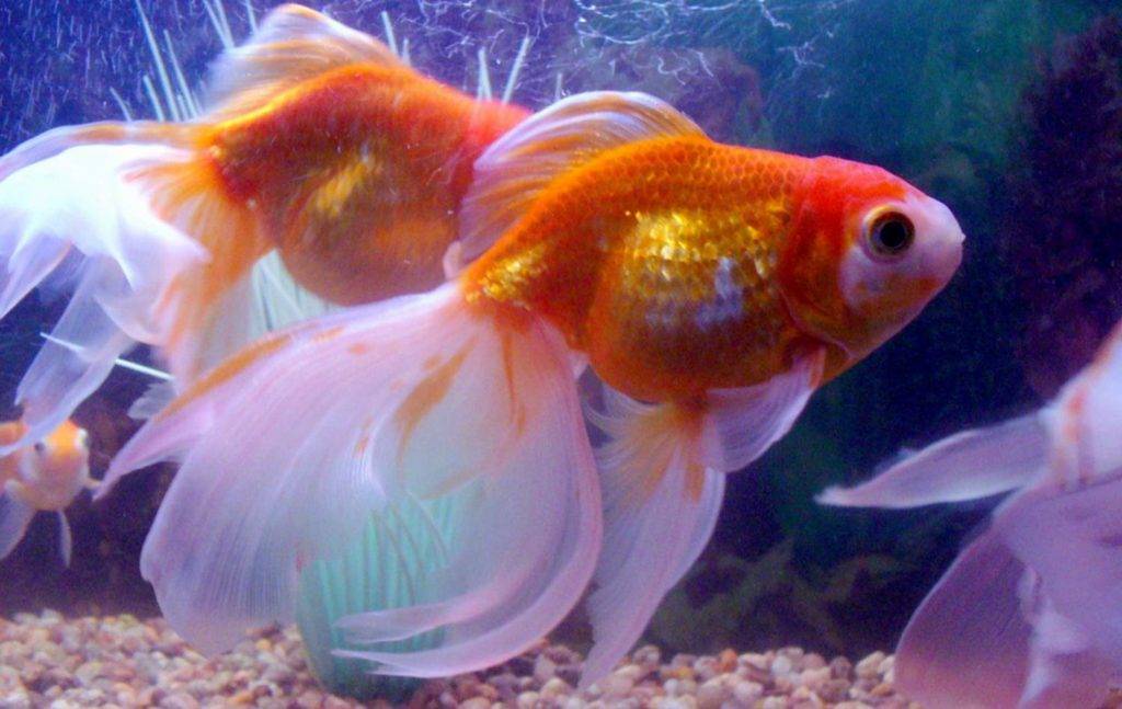 Золотые рыбки уход и содержание в аквариуме: виды, совместимость, кормление, размножение, болезни.
