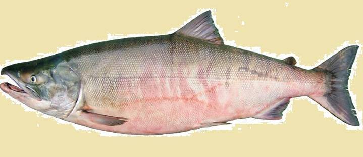 Рыба кета: места обитания, размножение и полезные свойства