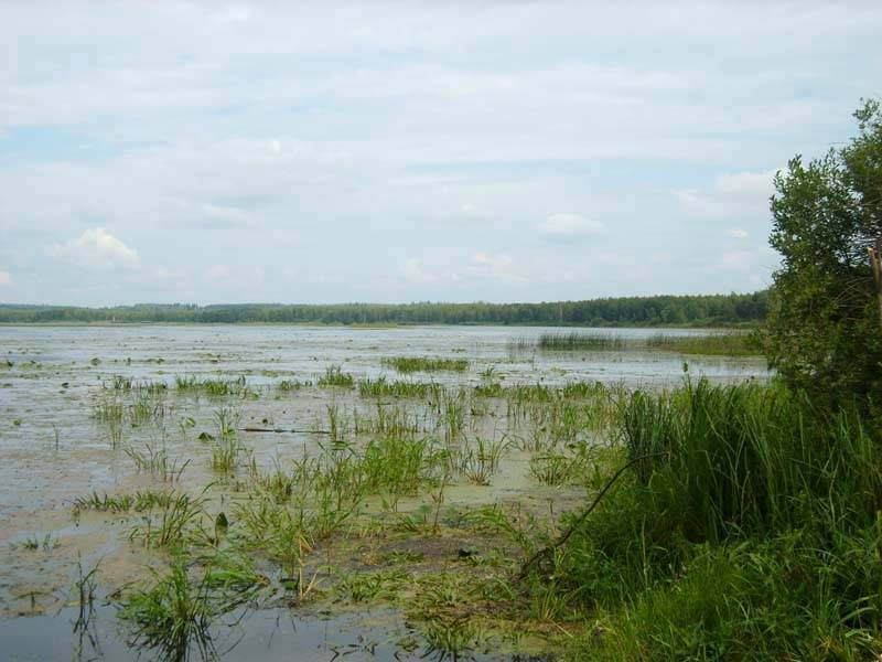 Озеро уловное, ленинградская область. отзывы о рыбалке, фото, видео, как добраться — туристер.ру
